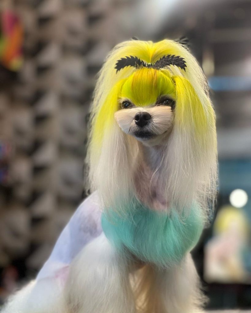 Cachorro pós banho e tosa diferenciados, com coloração e penteado.