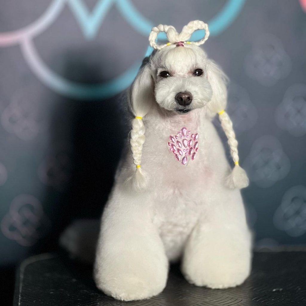 Cachorro pós banho e tosa diferenciado, com penteado de tranças.