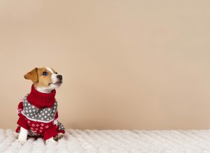 Cachorrinho usando roupa de frio para cachorro.