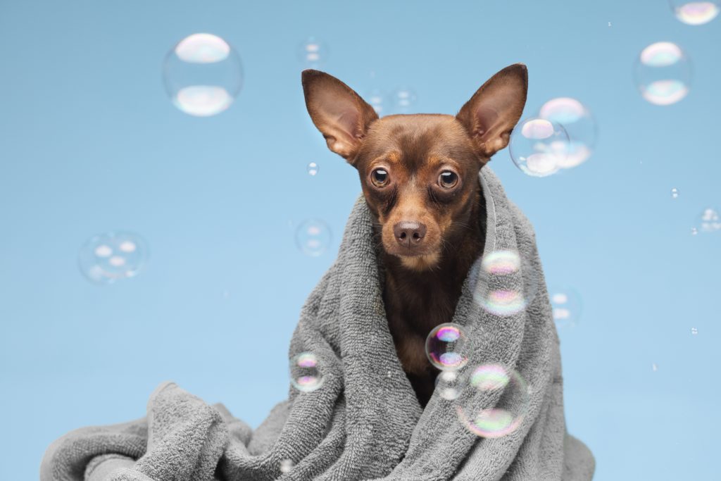 cachorrinho no banho e tosa no frio.