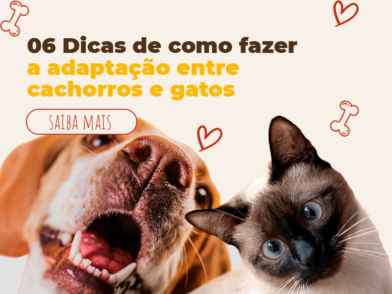 Adaptação entre cachorros e gatos - Pet 10