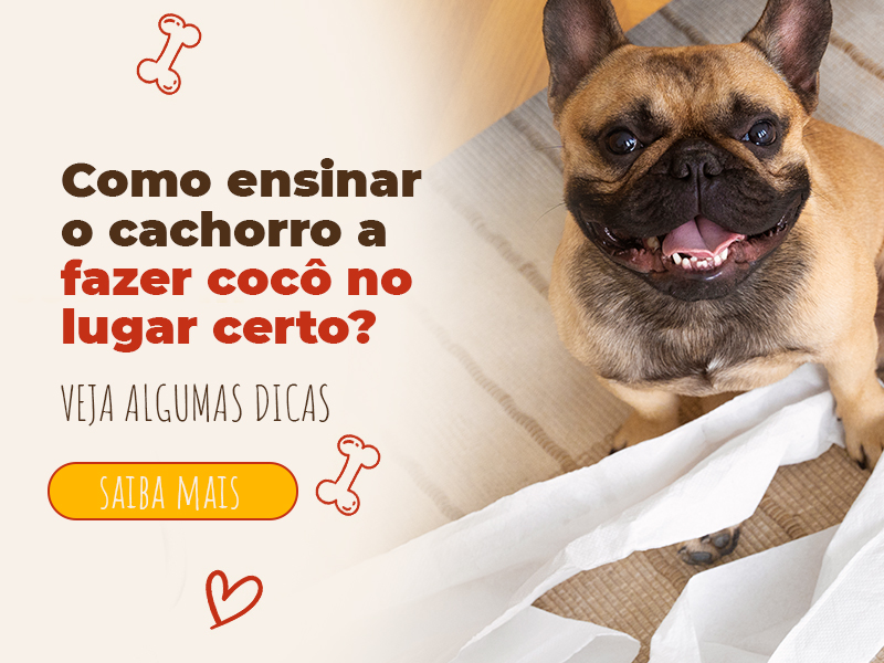 como ensinar o cachorro a fazer cocô no lugar certo