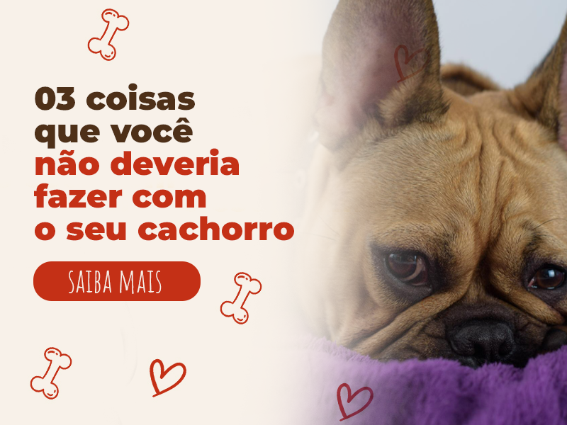 coisas que você não deve fazer com seu cachorro