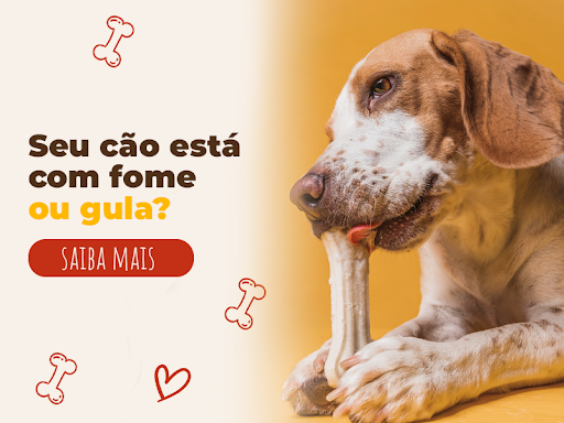 Seu cão está com fome ou gula?